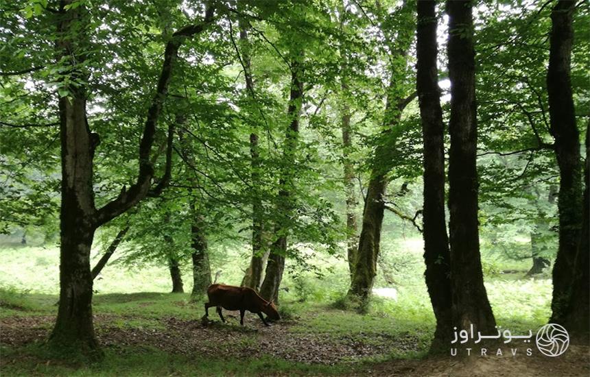 گاوی لابه‌لای درختان در جنگل دالخانی رامسر